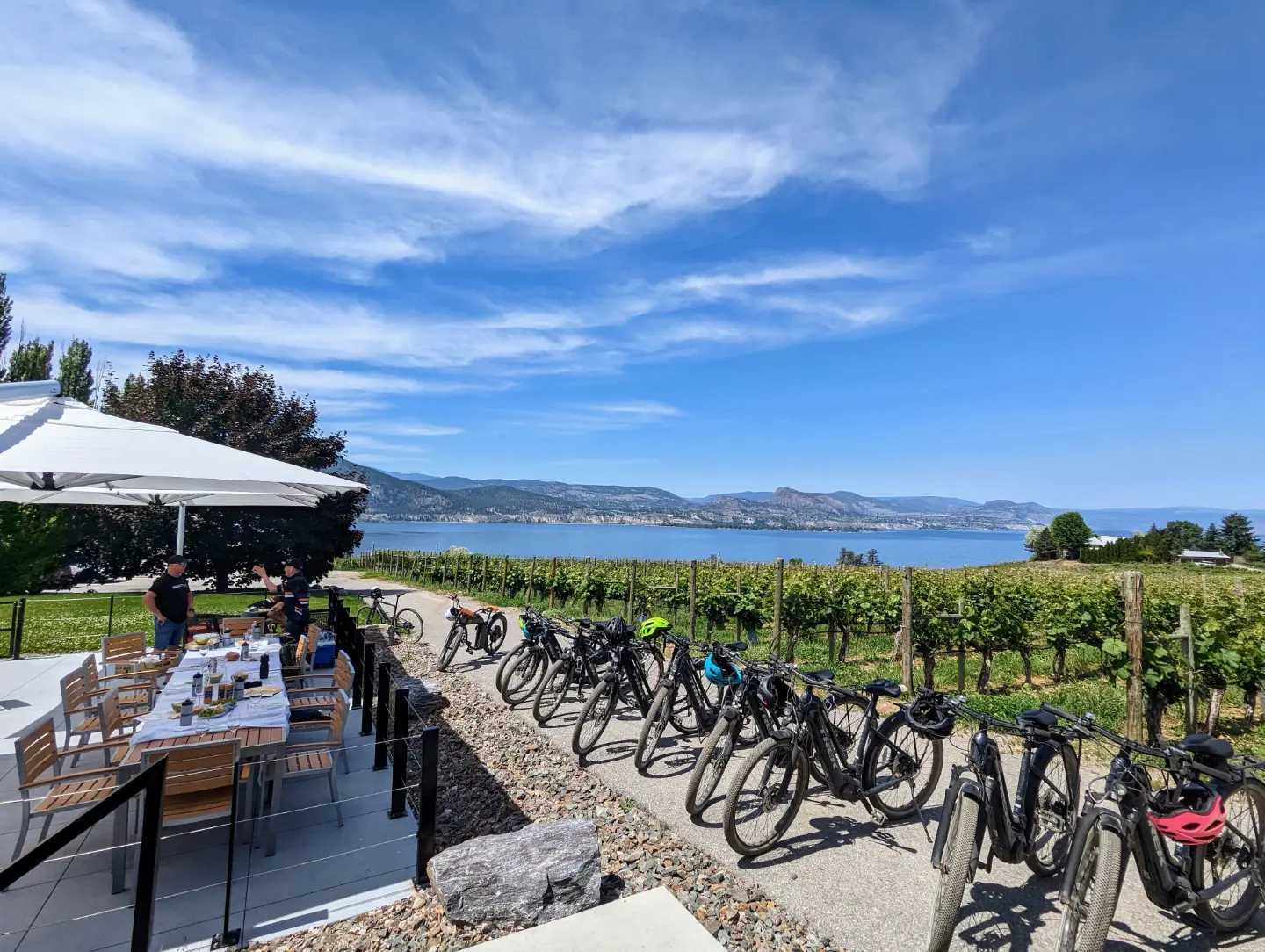 bikes lined along an vineyard